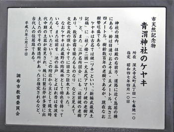 090921-22青渭神社の大ケヤキ解説.JPG
